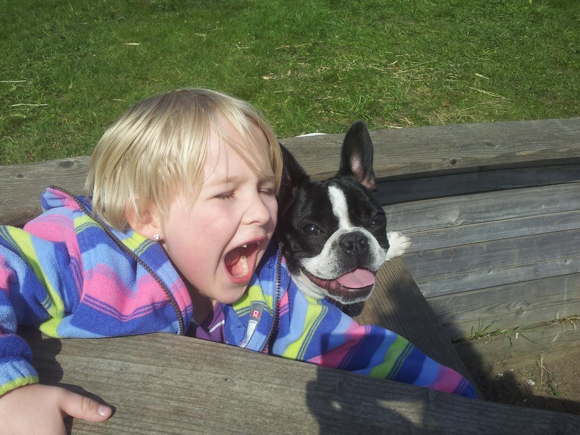 Fransk bulldog Saurto Bella billede 1