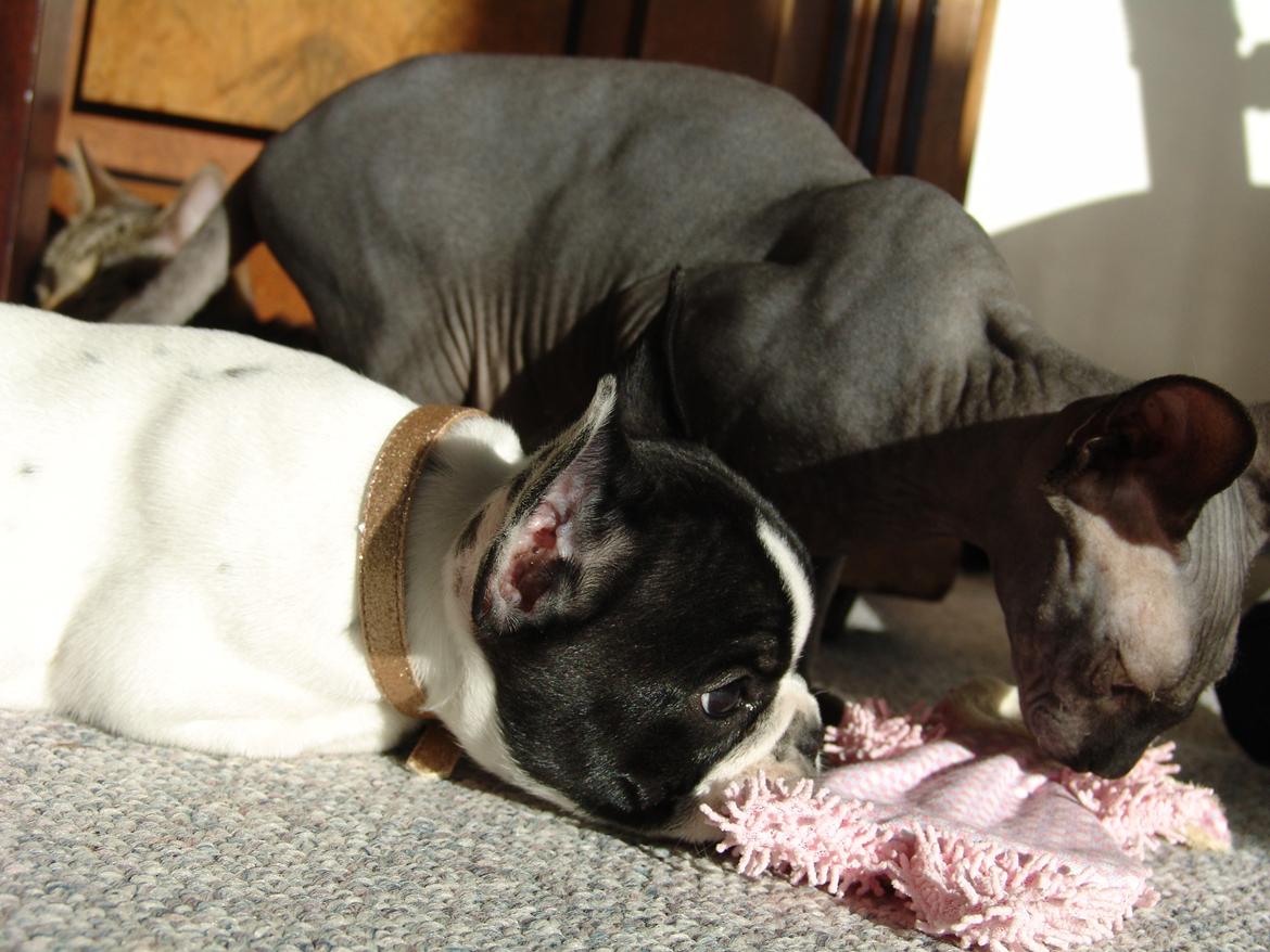 Fransk bulldog Saurto Bella billede 12