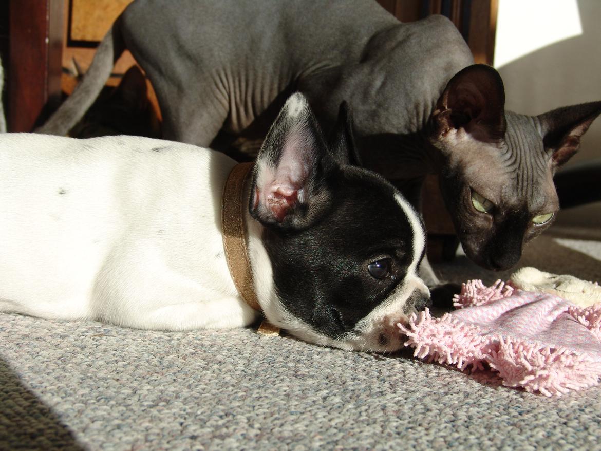 Fransk bulldog Saurto Bella billede 13