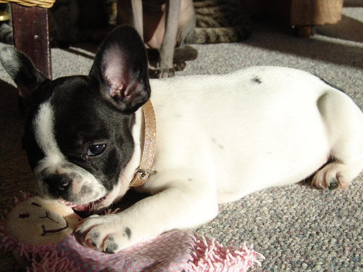 Fransk bulldog Saurto Bella billede 14