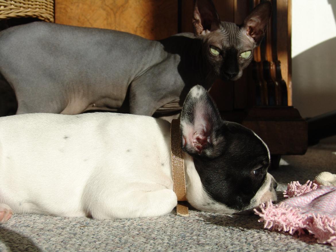 Fransk bulldog Saurto Bella billede 11