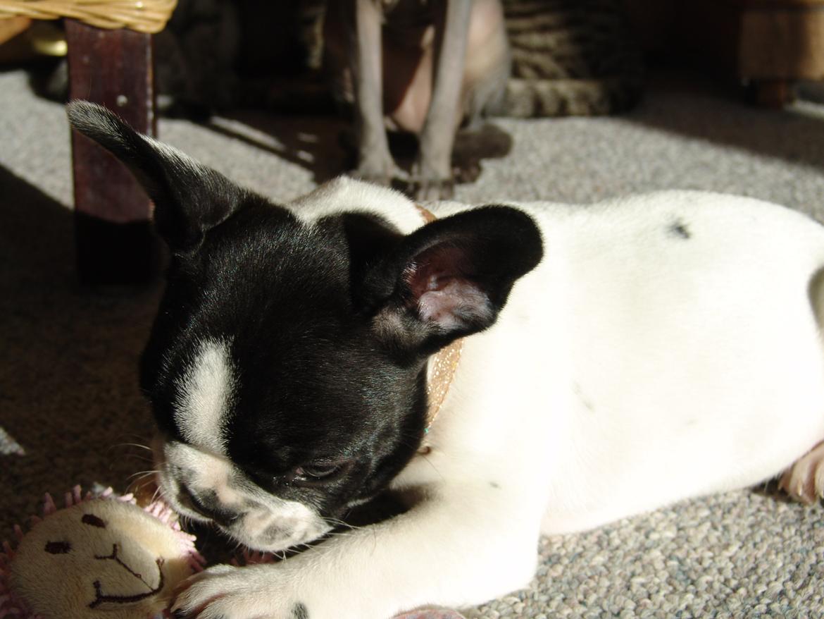 Fransk bulldog Saurto Bella billede 16