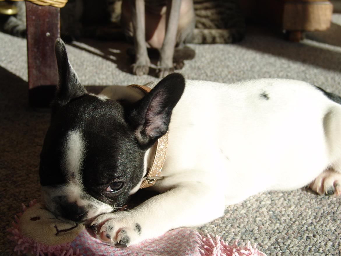 Fransk bulldog Saurto Bella billede 15