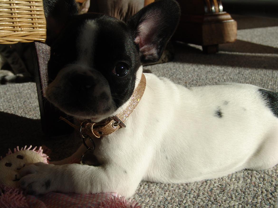 Fransk bulldog Saurto Bella billede 18