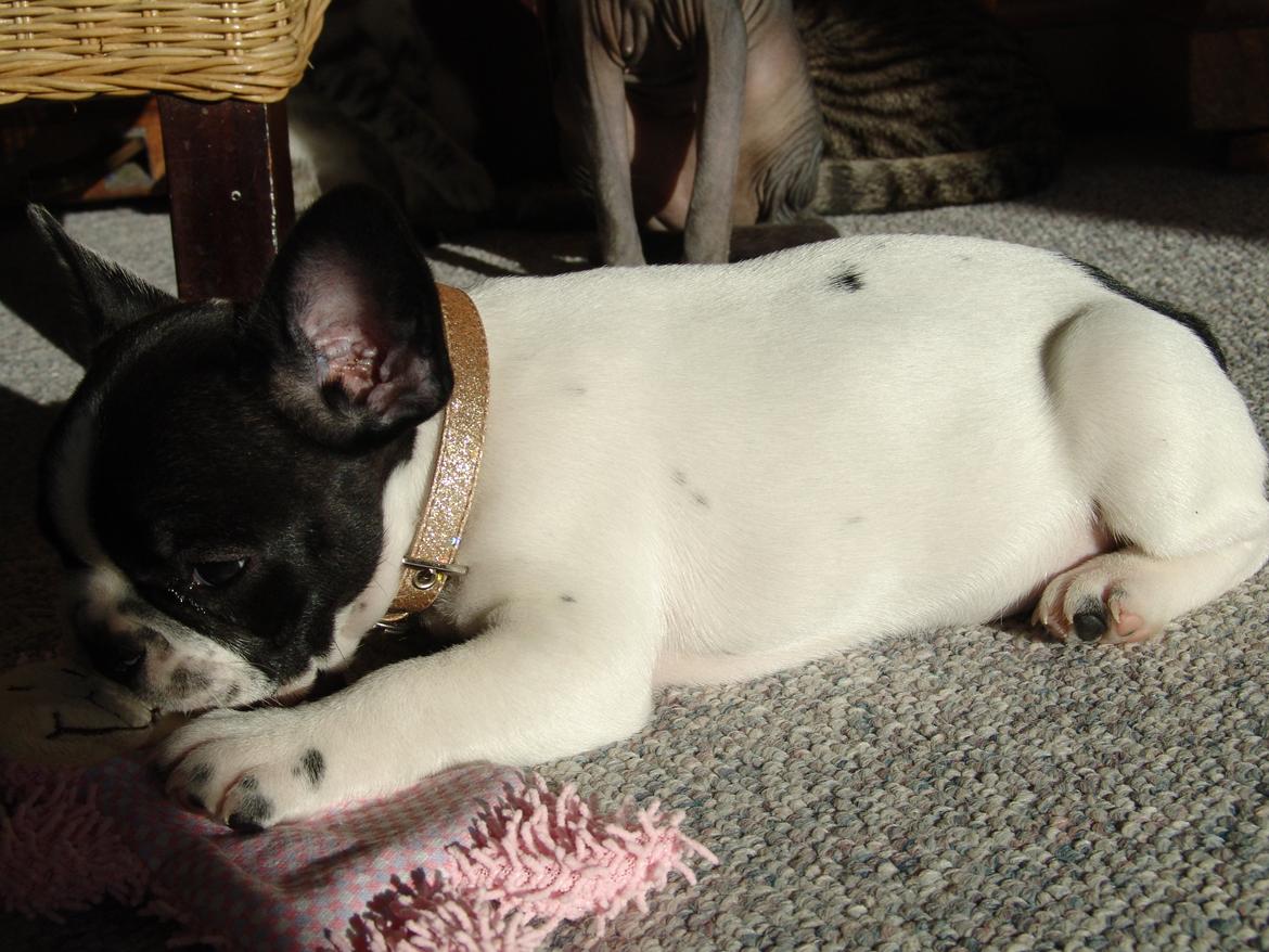 Fransk bulldog Saurto Bella billede 17