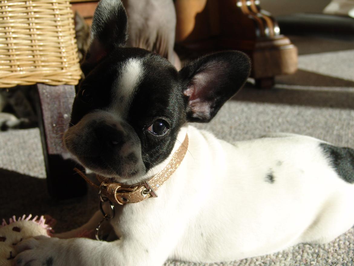 Fransk bulldog Saurto Bella billede 20