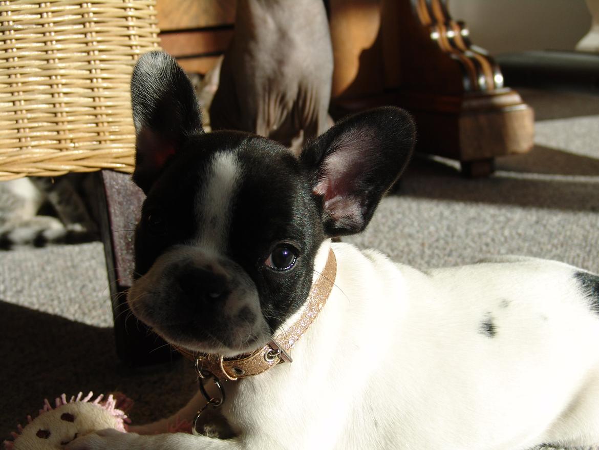 Fransk bulldog Saurto Bella billede 19