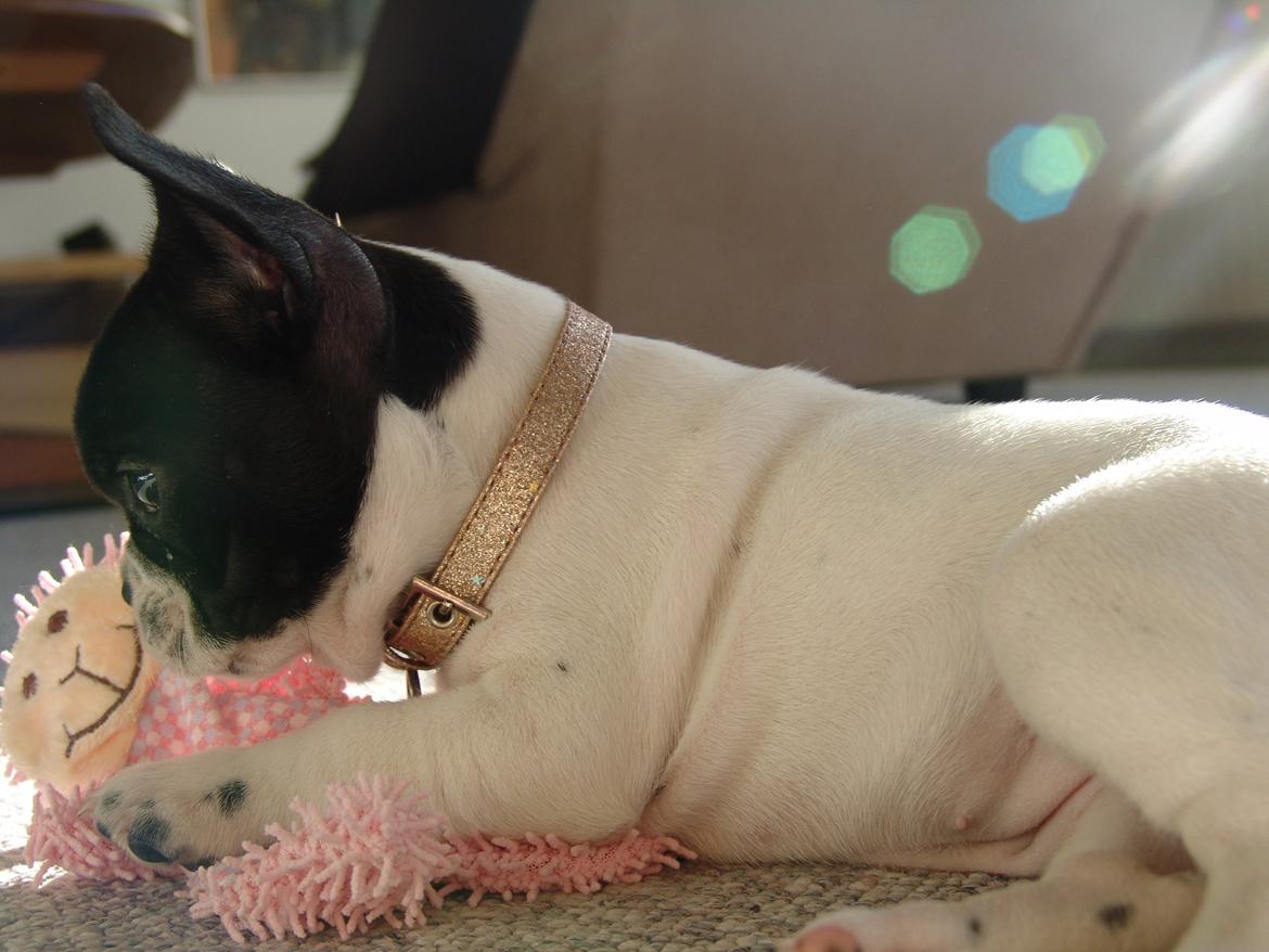 Fransk bulldog Saurto Bella billede 22