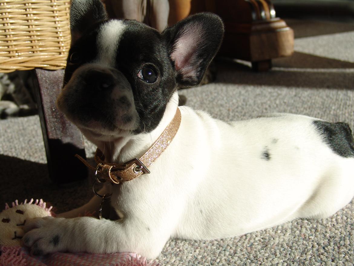 Fransk bulldog Saurto Bella billede 21