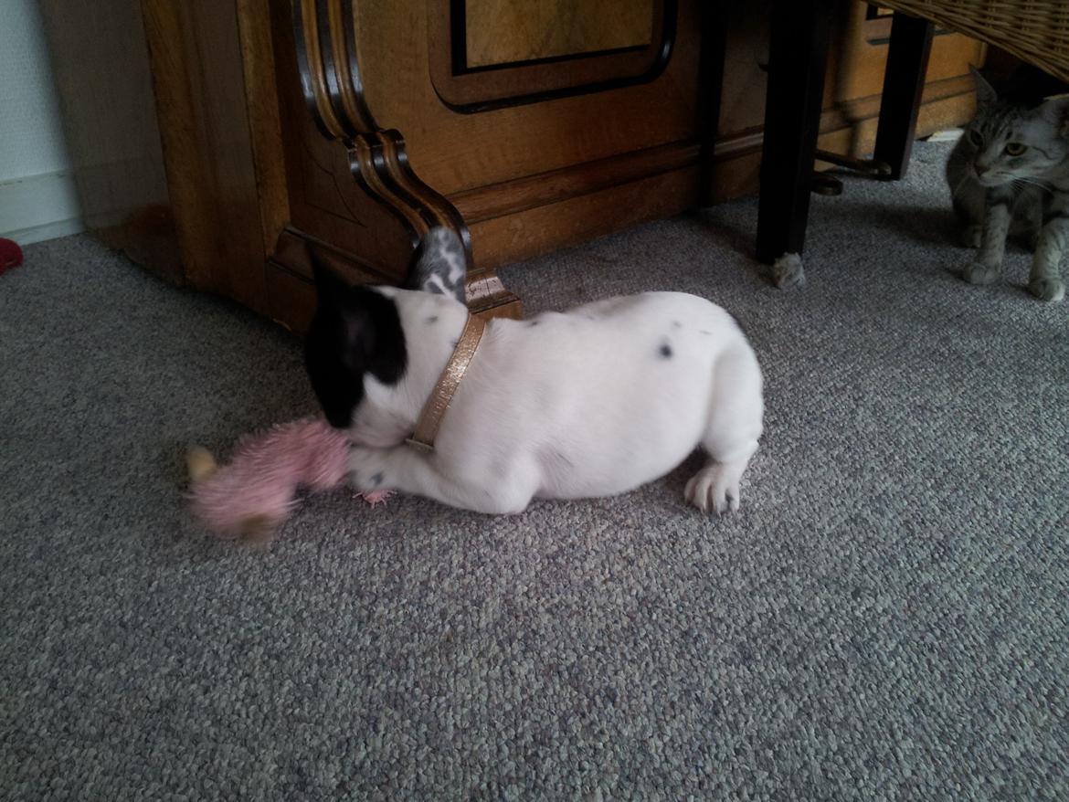 Fransk bulldog Saurto Bella billede 23