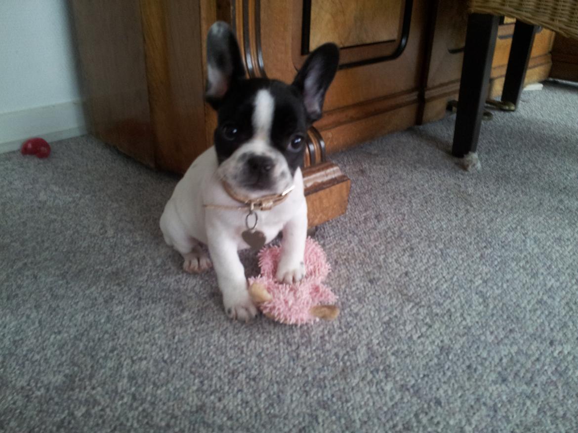 Fransk bulldog Saurto Bella billede 25