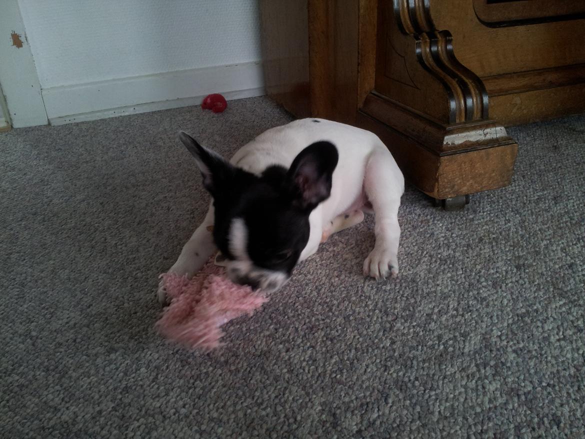 Fransk bulldog Saurto Bella billede 26