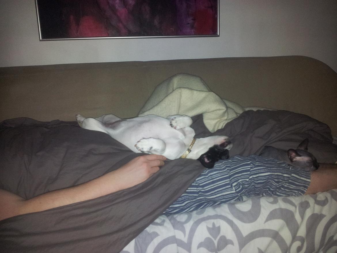 Fransk bulldog Saurto Bella billede 27