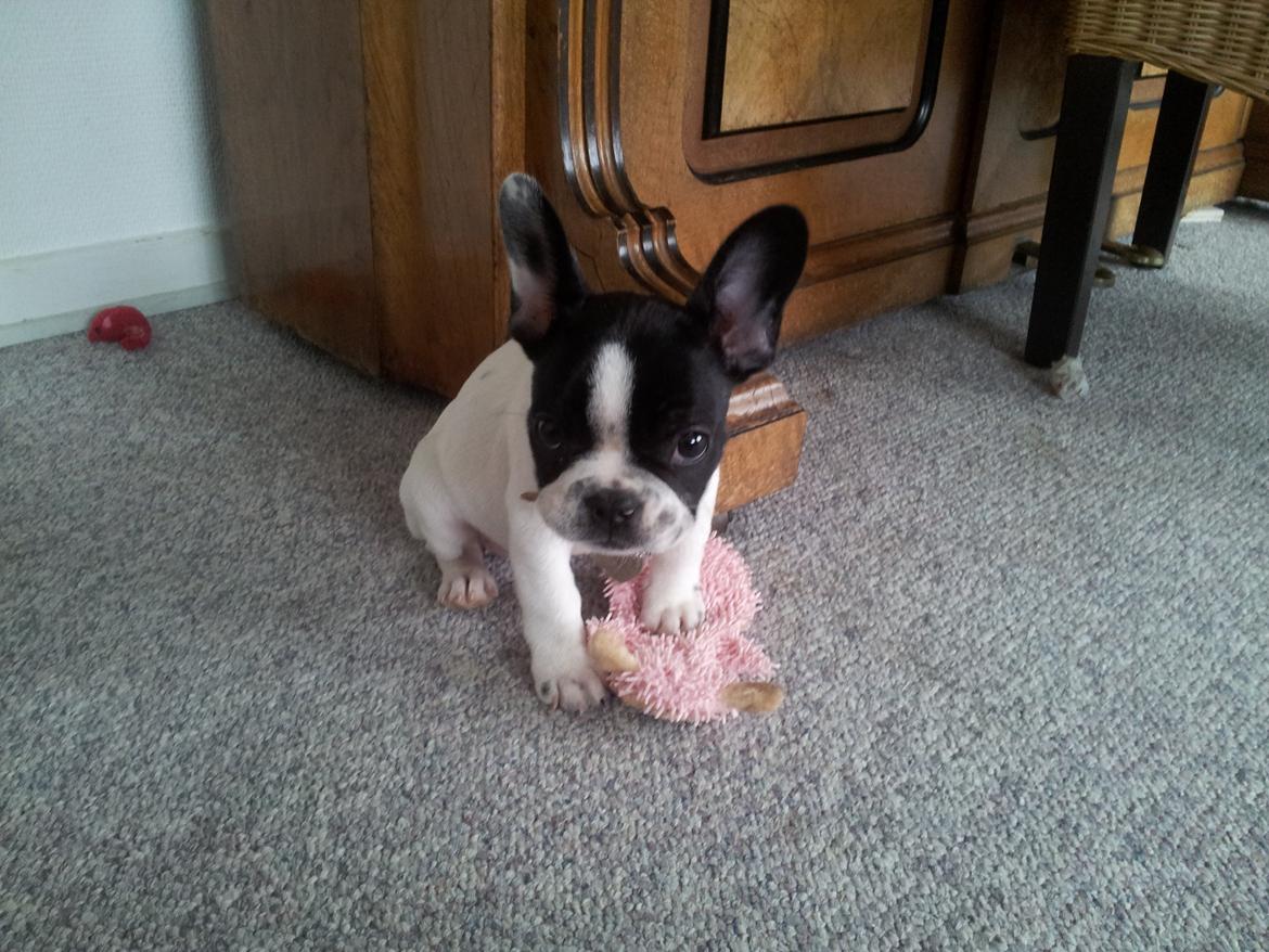 Fransk bulldog Saurto Bella billede 24