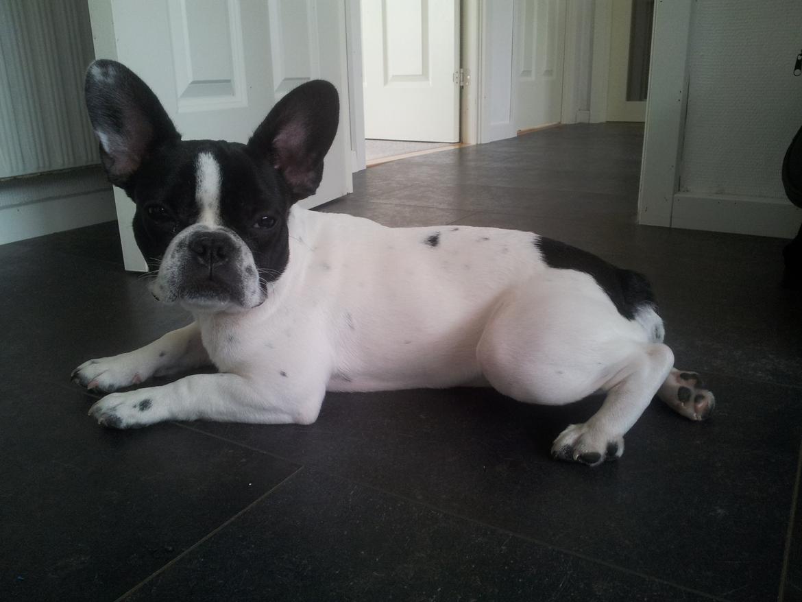 Fransk bulldog Saurto Bella billede 28