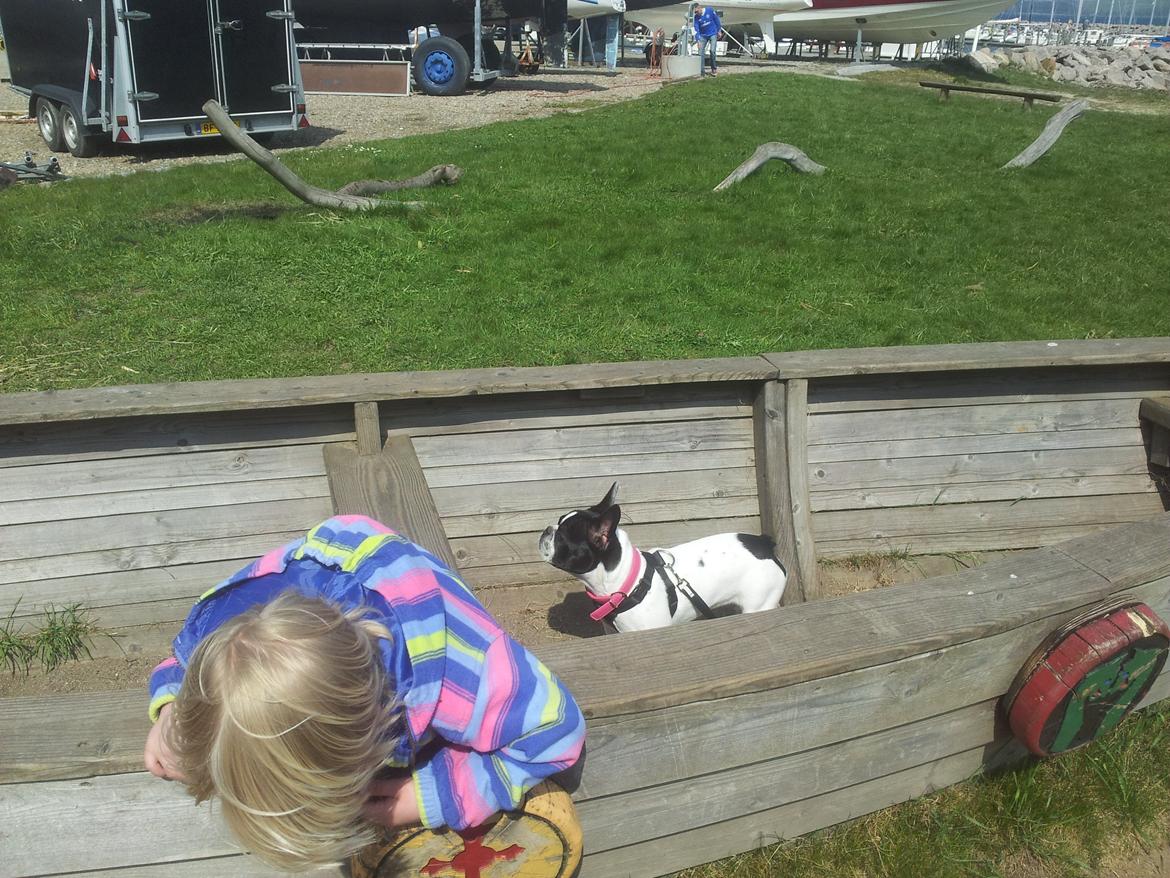 Fransk bulldog Saurto Bella billede 29