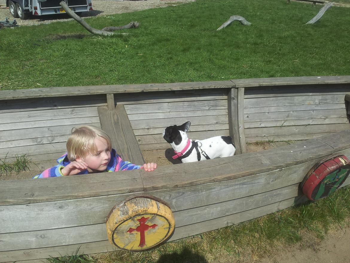 Fransk bulldog Saurto Bella billede 30