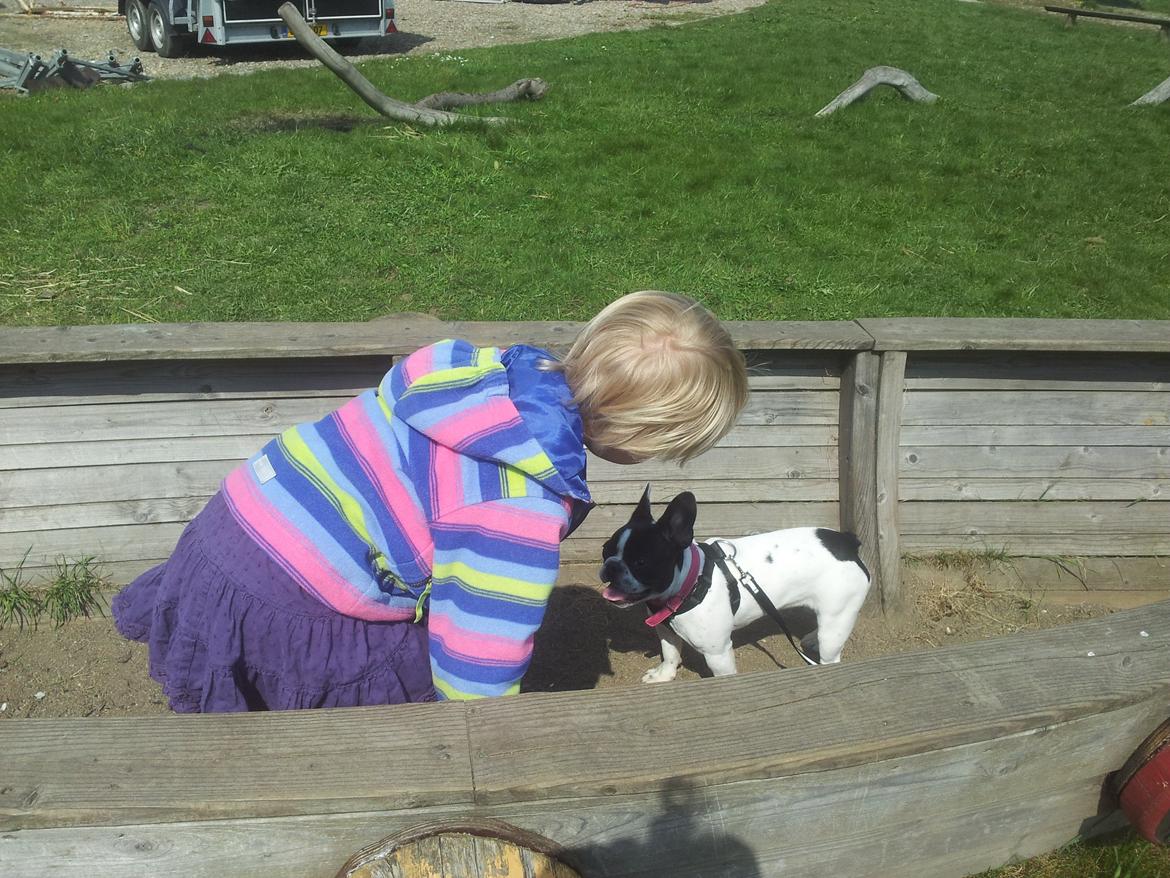 Fransk bulldog Saurto Bella billede 31