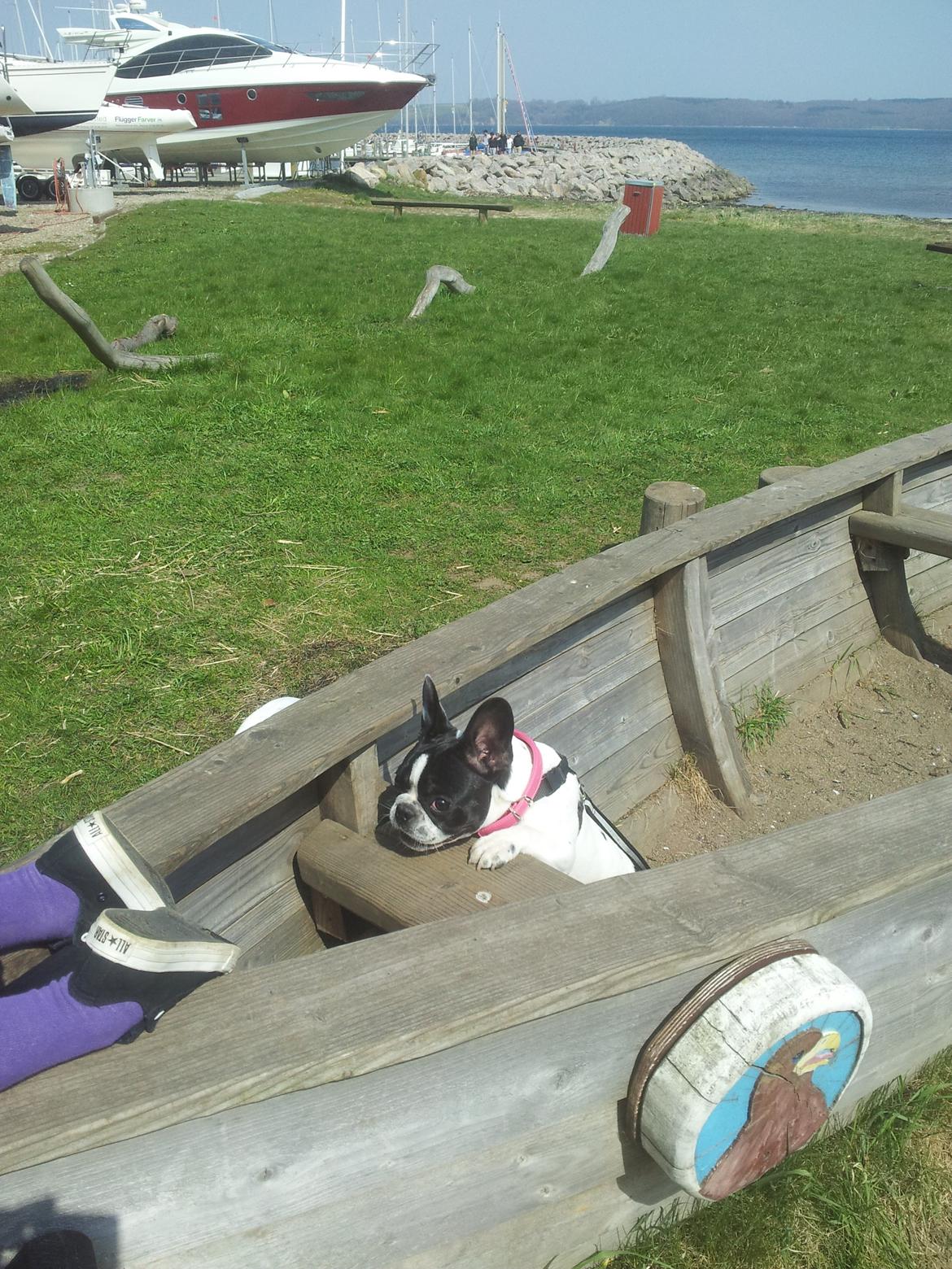 Fransk bulldog Saurto Bella billede 32