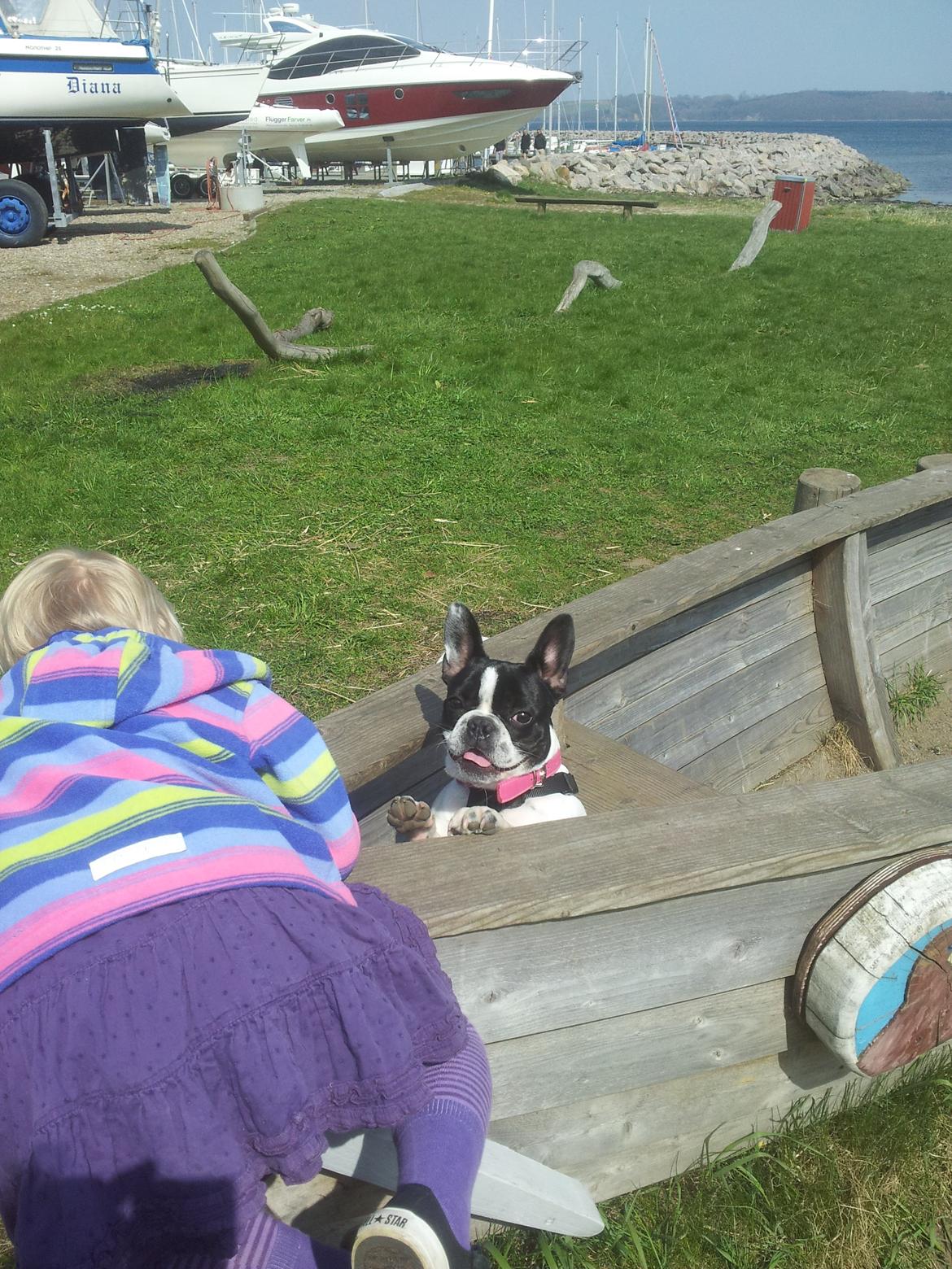 Fransk bulldog Saurto Bella billede 33