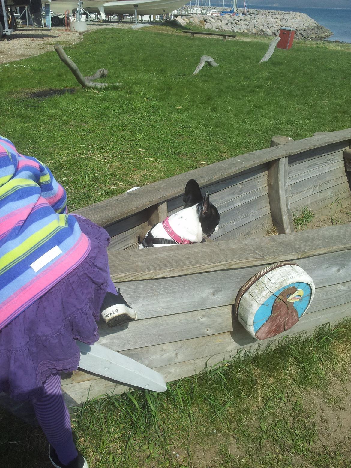 Fransk bulldog Saurto Bella billede 34