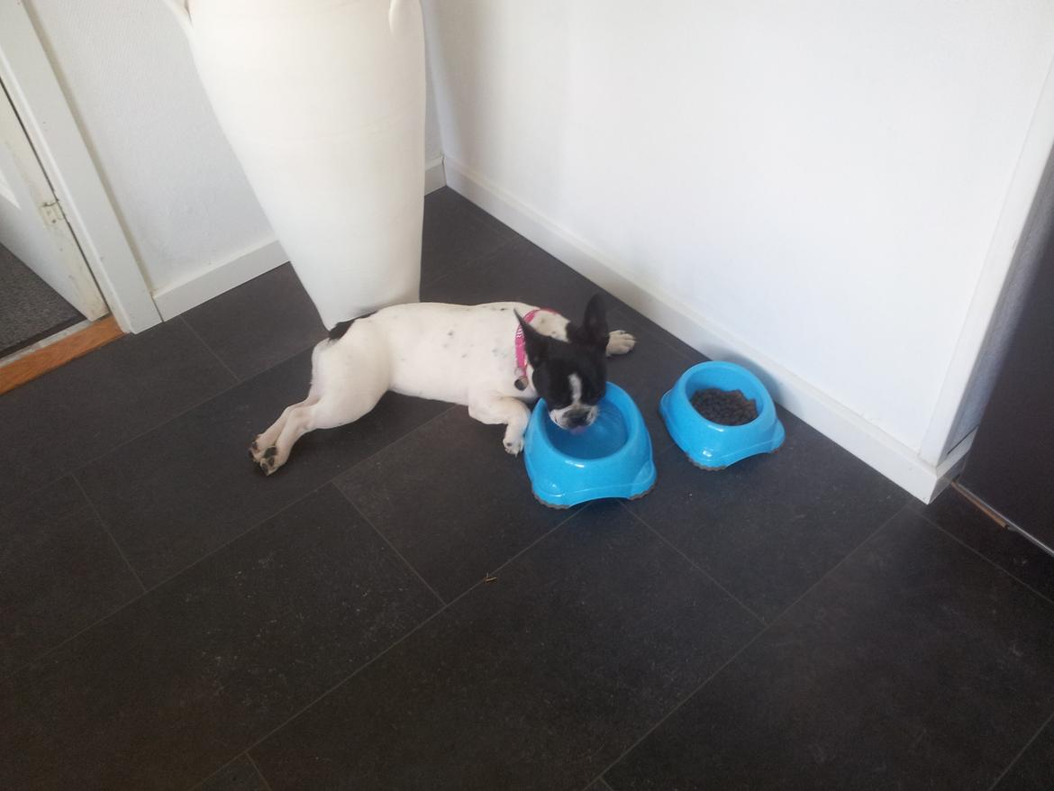 Fransk bulldog Saurto Bella billede 35