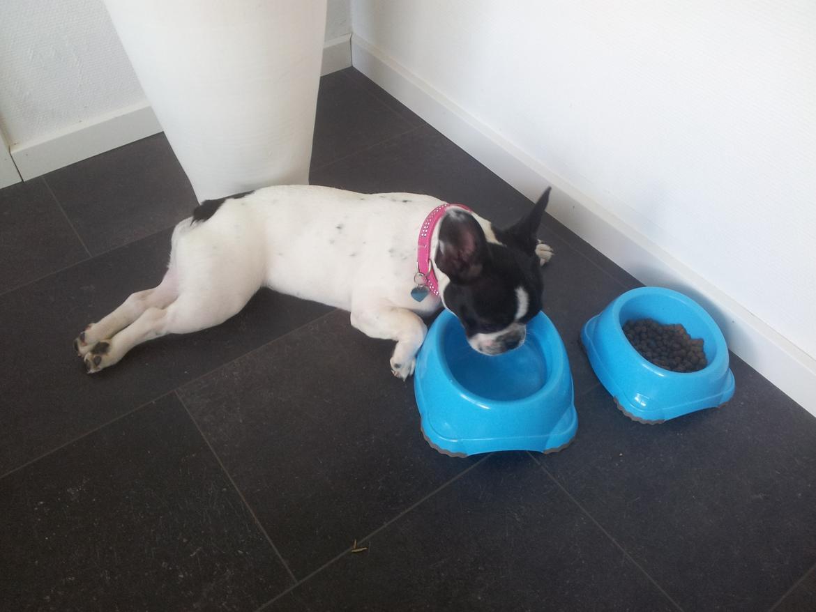 Fransk bulldog Saurto Bella billede 36