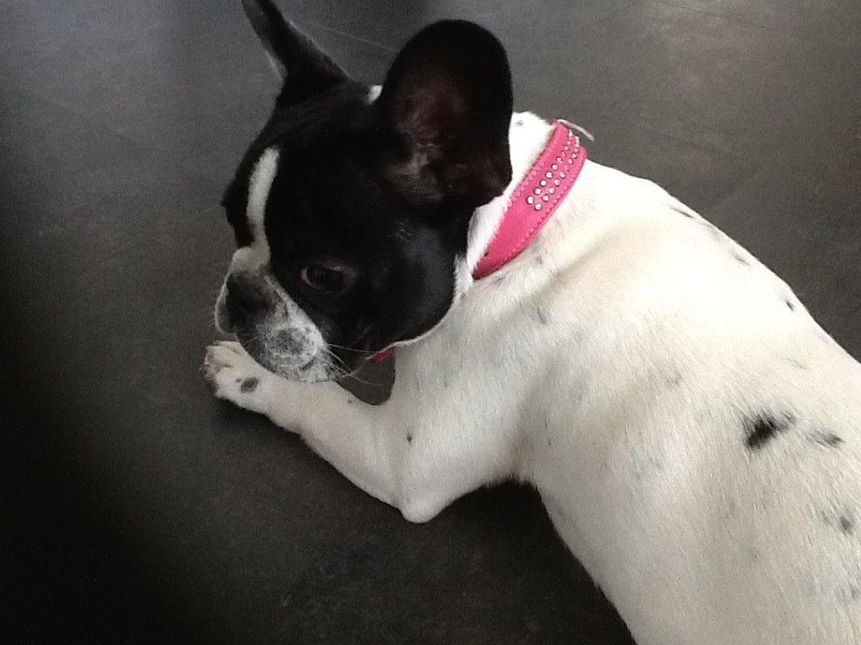 Fransk bulldog Saurto Bella billede 37
