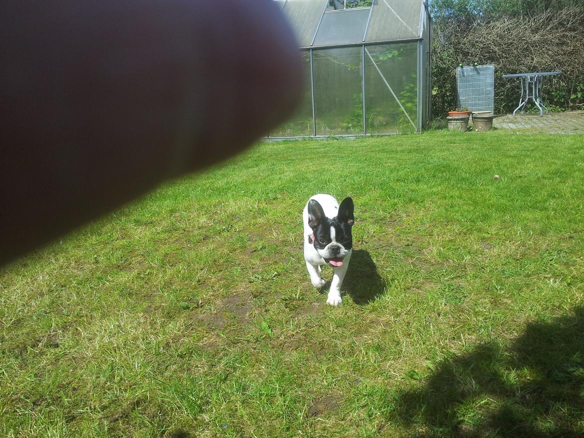 Fransk bulldog Saurto Bella billede 39