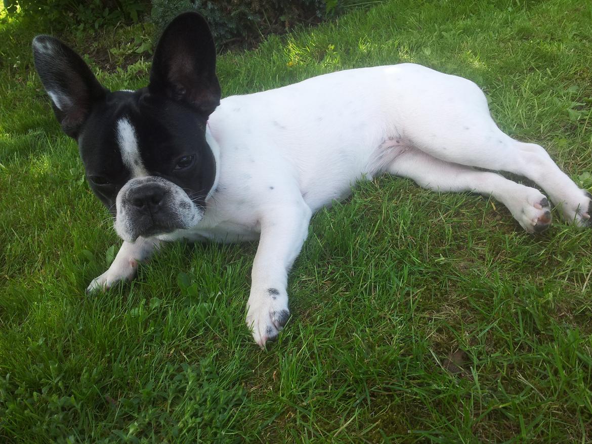 Fransk bulldog Saurto Bella billede 43