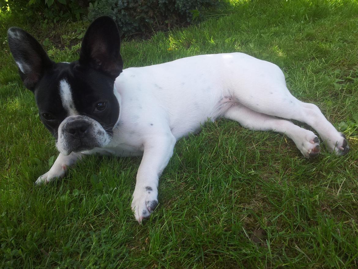 Fransk bulldog Saurto Bella billede 45