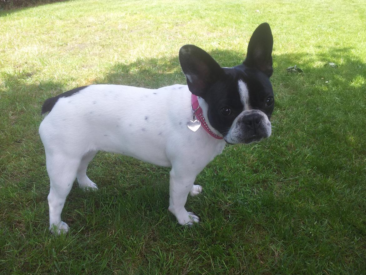 Fransk bulldog Saurto Bella billede 47