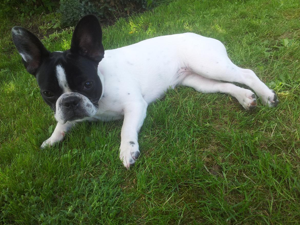 Fransk bulldog Saurto Bella billede 41