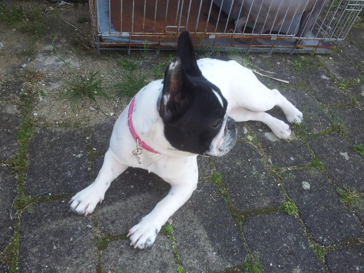 Fransk bulldog Saurto Bella billede 38