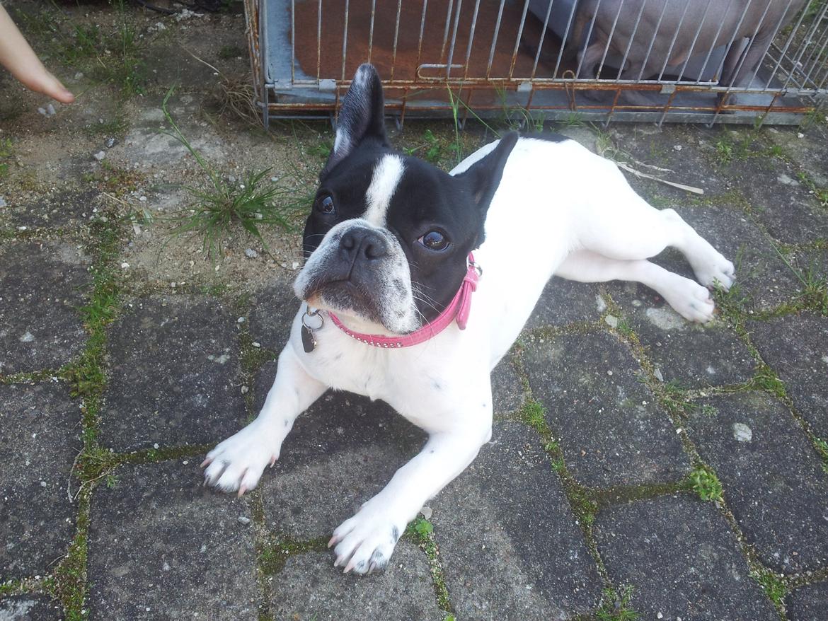 Fransk bulldog Saurto Bella billede 42