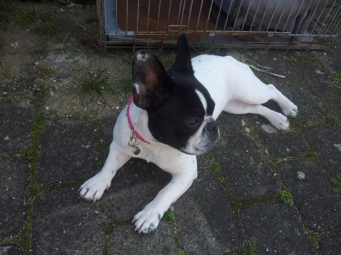 Fransk bulldog Saurto Bella billede 40