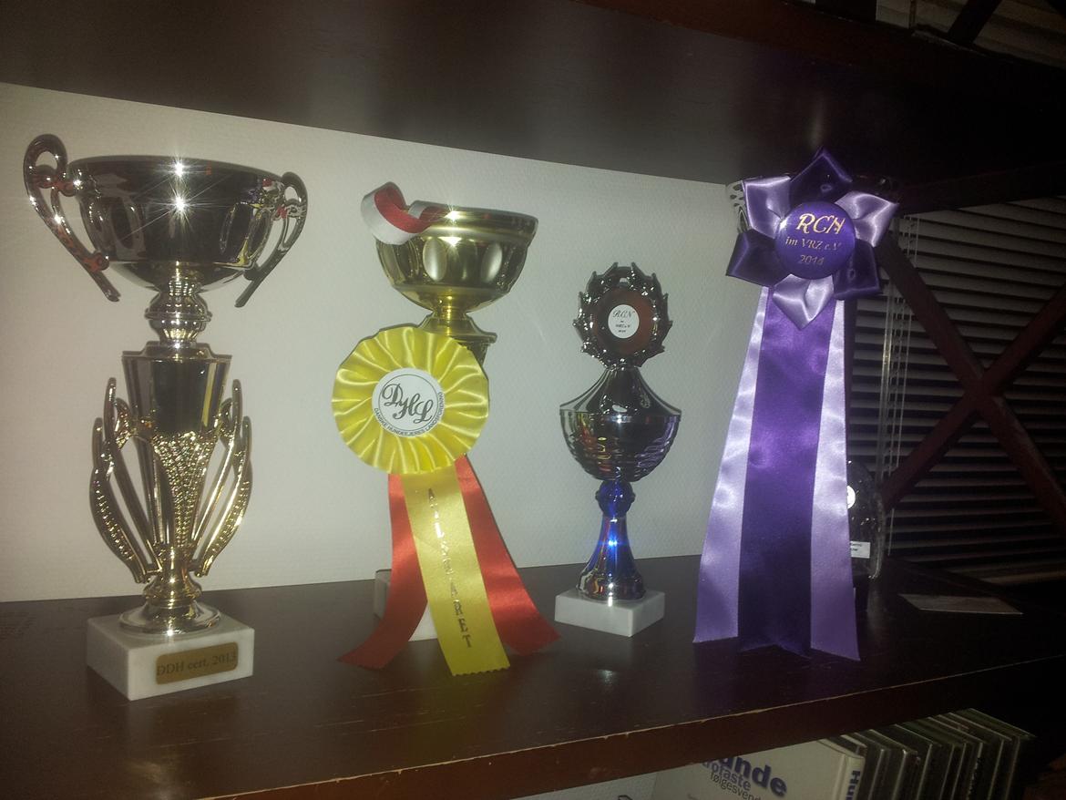 Fransk bulldog Saurto Bella billede 44