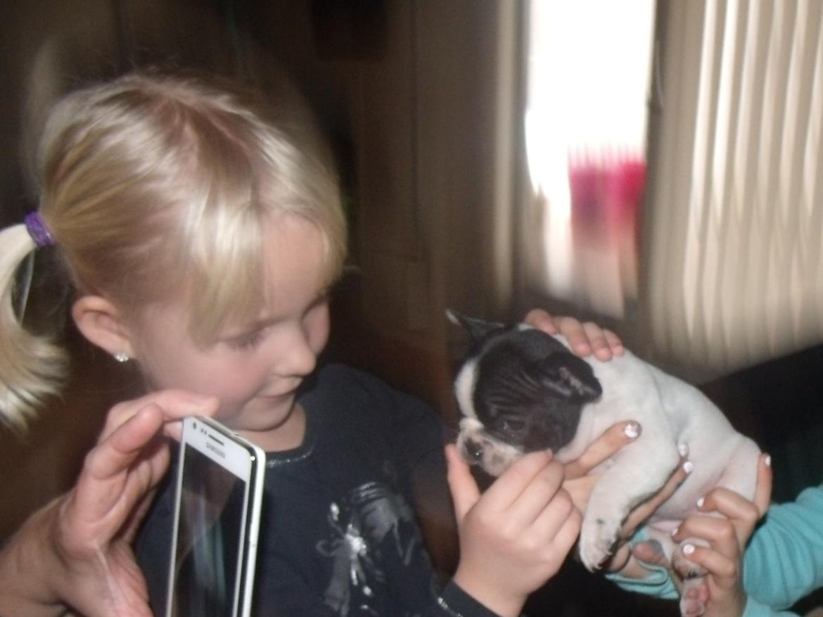 Fransk bulldog Saurto Bella billede 46