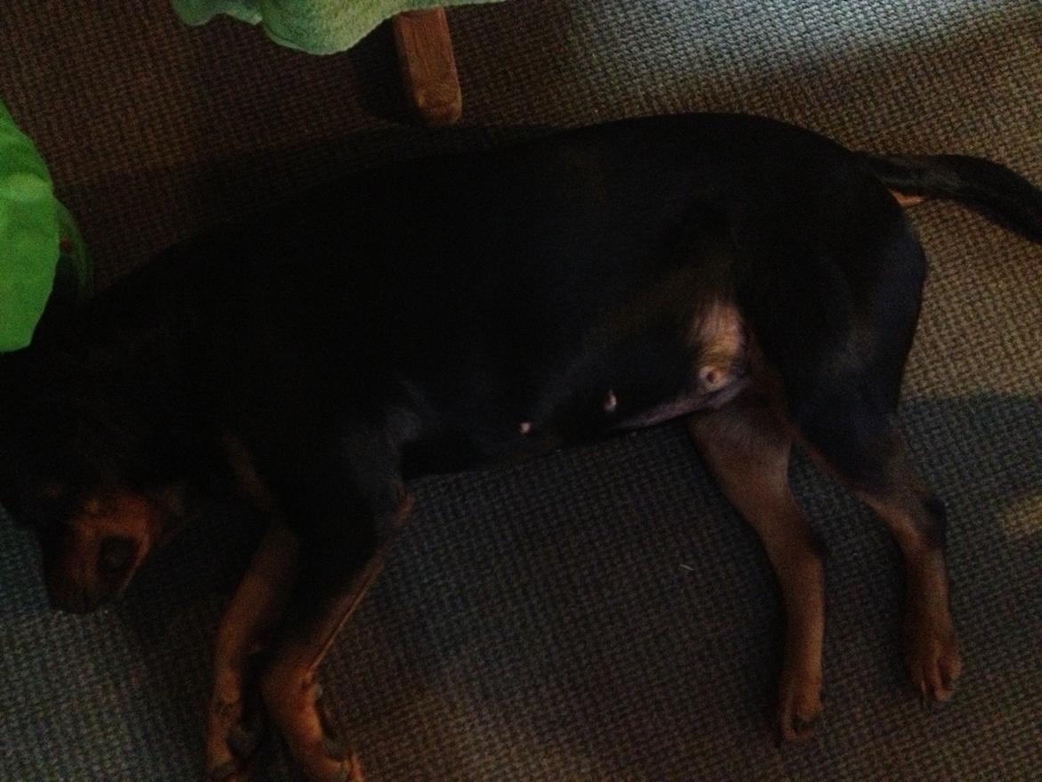 Rottweiler Haiki's Bacille * Død* billede 17