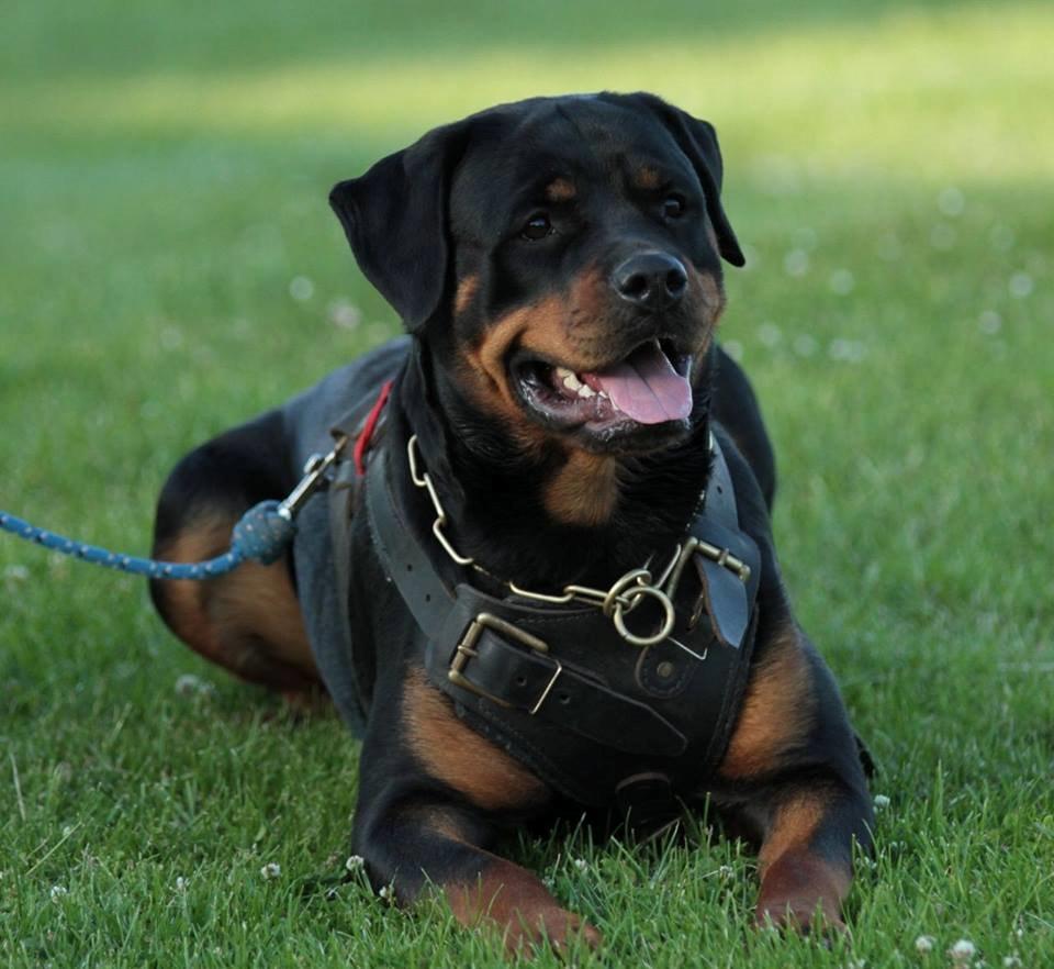 Rottweiler Haiki's Bacille * Død* billede 18