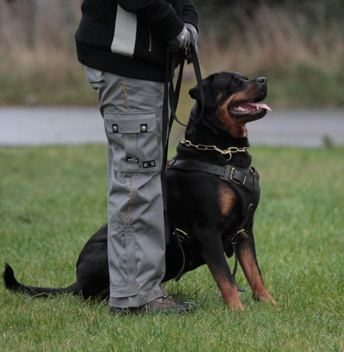 Rottweiler Haiki's Bacille * Død* billede 19