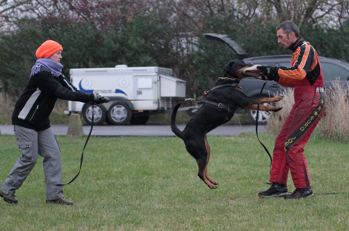Rottweiler Haiki's Bacille * Død* billede 20