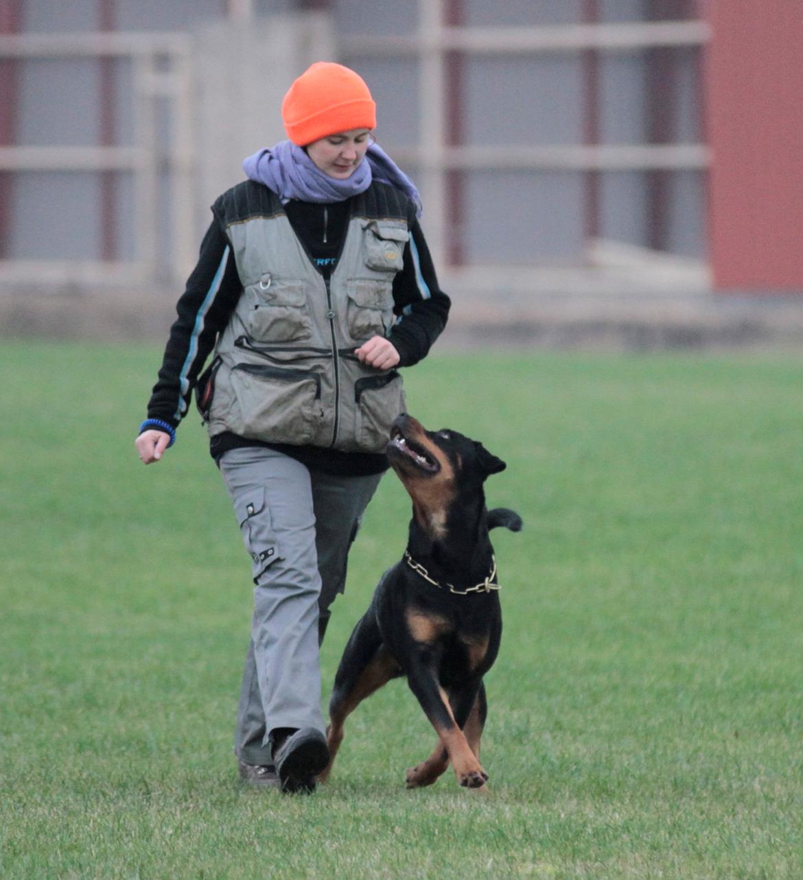 Rottweiler Haiki's Bacille * Død* billede 21