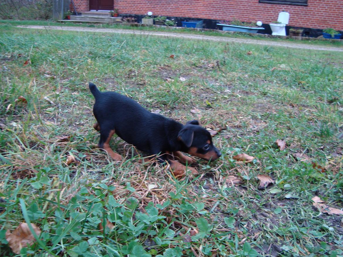 Blanding af racer Lille My<3 billede 2