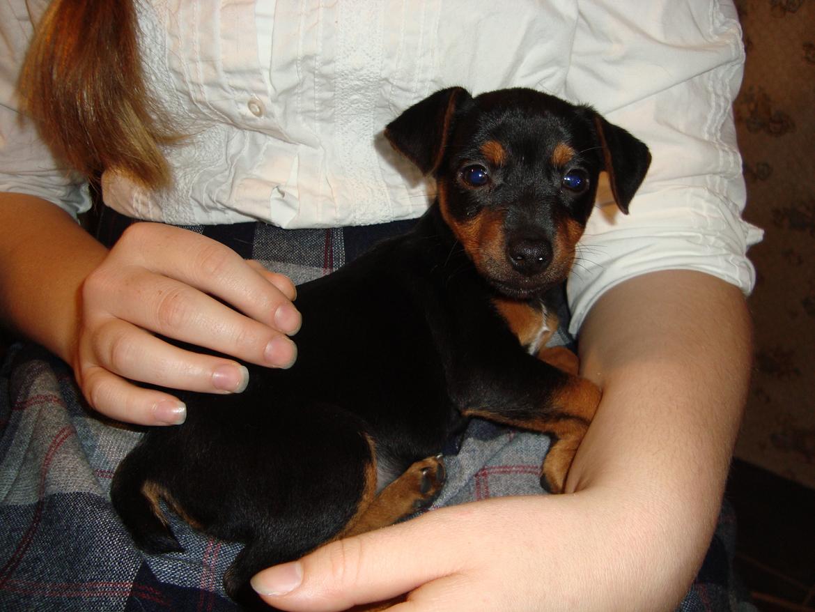 Blanding af racer Lille My<3 billede 3