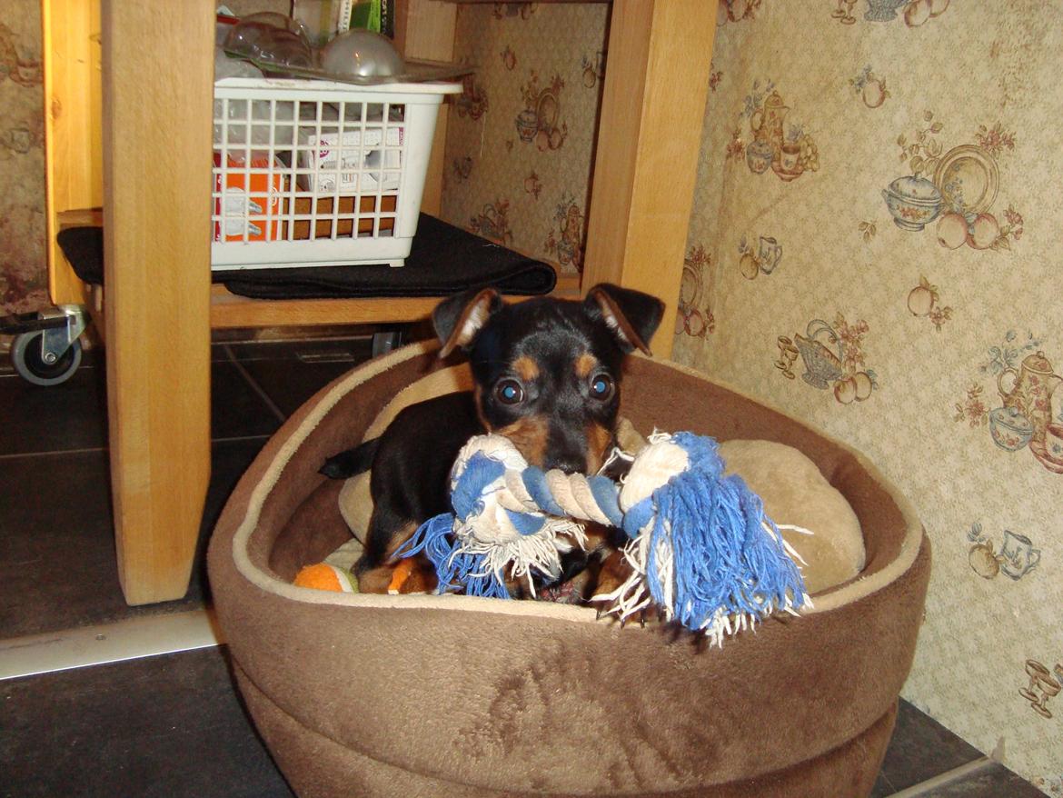 Blanding af racer Lille My<3 billede 1