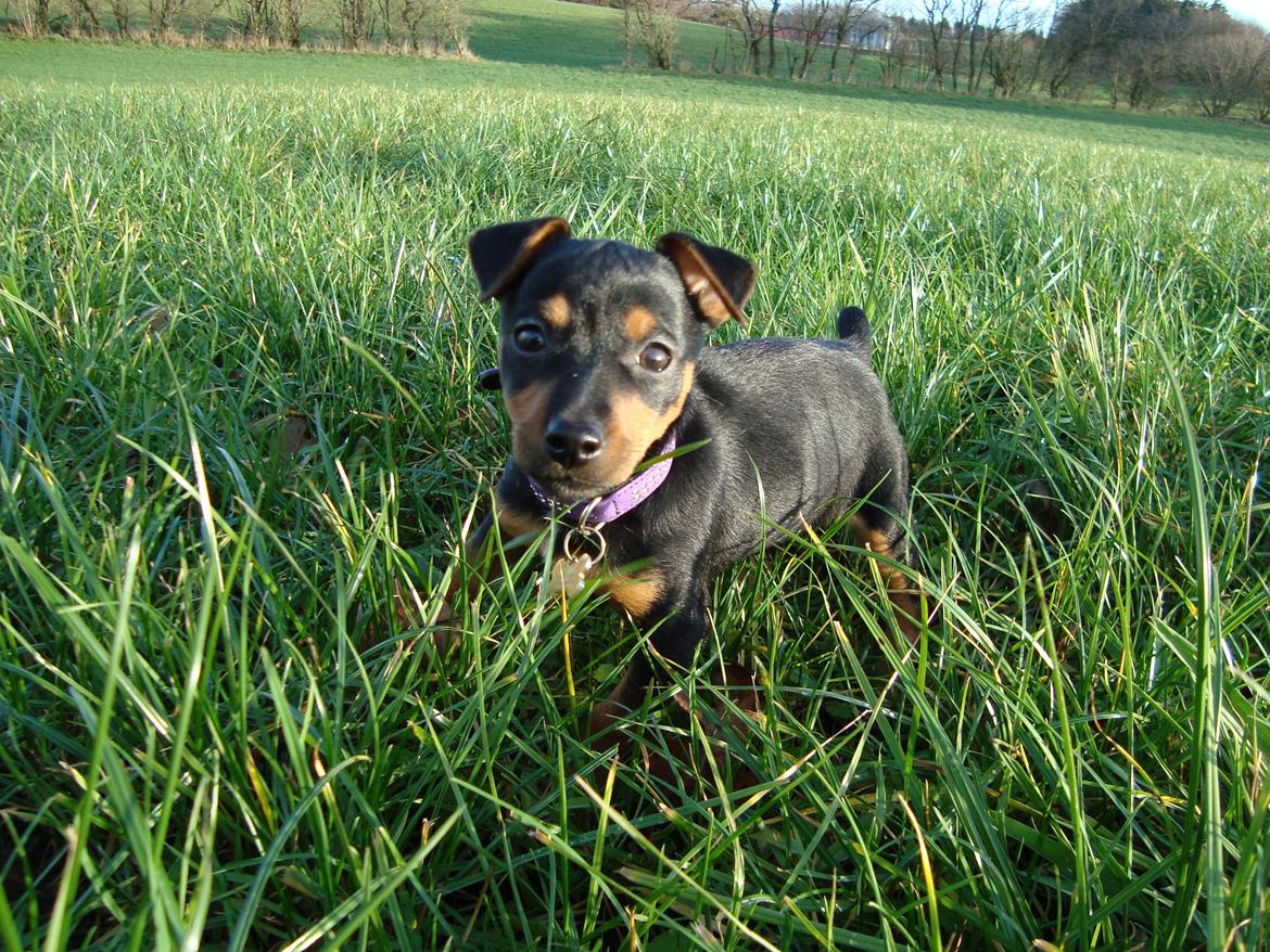 Blanding af racer Lille My<3 billede 4