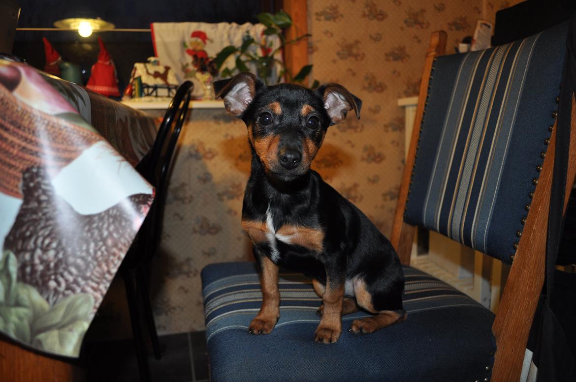 Blanding af racer Lille My<3 billede 6