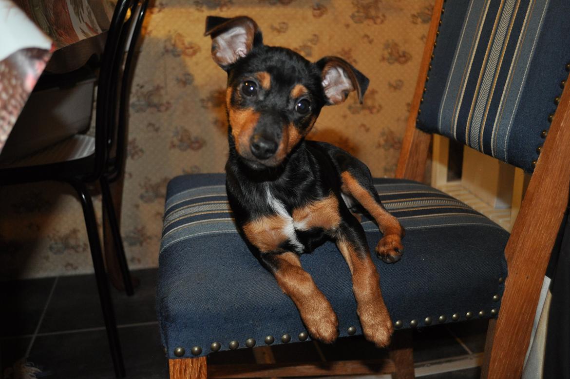 Blanding af racer Lille My<3 billede 7