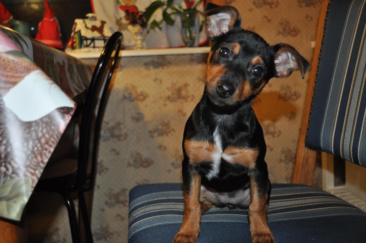 Blanding af racer Lille My<3 billede 8